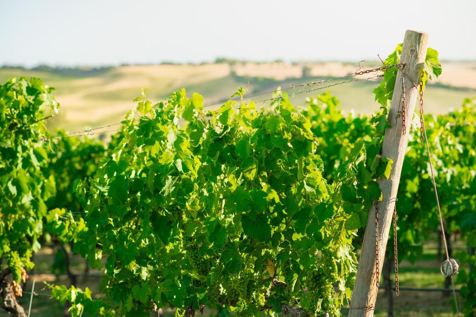 Casale Poggio Nebbia * Tarquinia